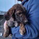 Mischling Hugo, 08/2022, ca 45 cm