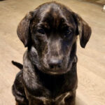 Mischling Amy, 07/2022, Endgröße ca. 55 cm, 20255 Hamburg