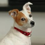 Bodeguero Nubia, 02/2018, 40 cm, 21224 Rosengarten