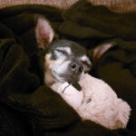 Chihuahua Moris, 01/2015, 35 cm, 14612 Falkensee