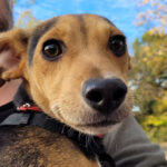 Mischling Anni-Frid, 04/2022, Endgröße ca. 40 cm, 25358 Horst