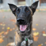 Mischling Carlotta, 02/2022, ca. 60 cm, 69115 Heidelberg