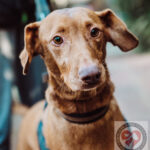 Podenco Mischling Bongo, 07/2018, ca. 50 cm