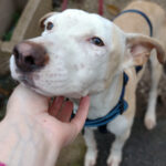 Mischling Cuento, 05/2022, Endgröße ca. 50 cm, 66346 Püttlingen