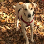 Bodeguero Poldi, 01/2017, ca. 40 cm , 91586 Lichtenau