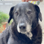 Labrador Mischling Maren, 06/2014, ca. 58 cm
