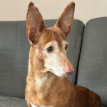 Podenco Maneto Morena, 07/2015, 27 cm, 61200 Wölfersheim