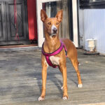 Podenco Bosco, ca. 04/2019, ca. 45 cm, 40789 Monheim am Rhein