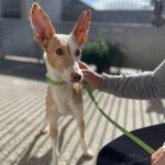 Podenco Michel Dos, 11/2020, ca. 40-45 cm