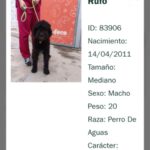 Wasserhund Rufo, 04/2011, ca. 50 cm