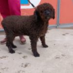 Wasserhund Tana, 03/2009, ca 50 cm