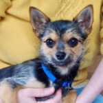 Yorkshire Terrier Chihuahua Mischling Vicky, 11/2021, 20 cm, 21224 Rosengarten