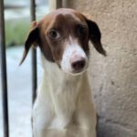 Mischling Beatrice, 03/2022, ca. 40 cm