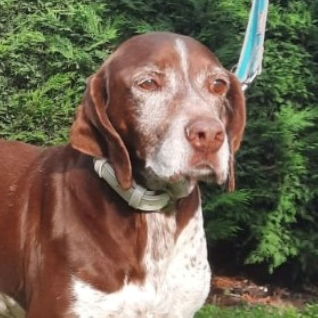 Deutsch Kurzhaar Alf hat ein Zuhause SALVA Hundehilfe e.V.