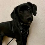 Mischling Babette, 03/2022, 40 cm, 01796 Pirna