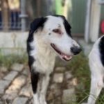 Border Collie Mischling Barbara, 02/2021, 54 cm