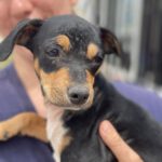 Bodeguero Mischling Bastet, 05/2022, ca. 40-45 cm