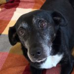 Mischling Bera, 04/2008, ca. 40 cm, 24784 Westerrönfeld