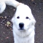 Griechischer Schäferhund Billy, 02/2022, 60 cm, 09306 Königshain-Wiederau