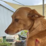 Podenco Blondie, 11/2021, ca. 40 cm