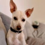 Bodeguero Mischling Brina, 04/2022, 40 cm, 85777 Fahrenzhausen