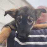 Schäferhund -Husky-Mischling Camilla, 08/2022, ca. 50-65 cm