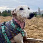 Galgo Espanol Catalina, 08/2018, ca. 58 cm, 12685 Berlin