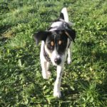 Bodeguero Chanel, 06/2022, ca. 35 cm, 91586 Lichtenau