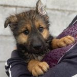 Schäferhund- Husky-Mischling Charles , 08/2022, ca. 50- 65 cm