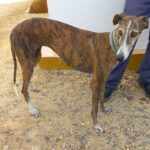 Galgo Cuba, 10/2017, ca. 63 cm