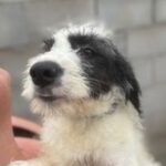 Mischling Danube, 08/2022, ca. 55 cm