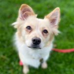 Zwergspitz Dobby, 11/2021, 25 cm, 22605 Hamburg