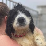 Spanischer Wasserhund Mischling Elbe, 07/2022, ca. 50-55 cm