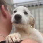 Mischling Ems, 08/2022, ca. 55 cm