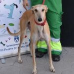 Galgo Falconetti, 08/2021, ca. 65 cm