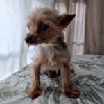 Yorkshire Terrier Fili, 12/2015, ca. 21 cm