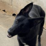 Schäferhund Freya, 03/2022, ca. 60 cm