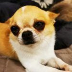 Chihuahua Goss, 03/2017, ca. 20 cm, 69257 Wiesenbach