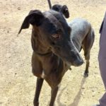 Galgo Habana, 06/2017, ca. 63 cm