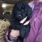 Flatdoodlemischling Hanni, 09/2022, ca. 50 cm, 61191 Rosbach vor der Höhe