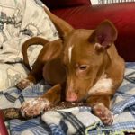 Podenco Maneto Henry, 07/2022, ca. 35-40 cm