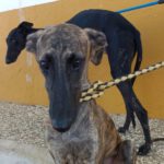 Galgo Isa, 05/2022, ca. 60 cm