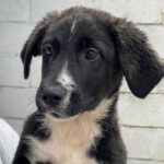 Mischling Jack, 08/2022, ca. 55-65 cm