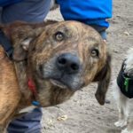 Mischling Jacob, 05/2016, ca. 60 cm, 12159 Berlin