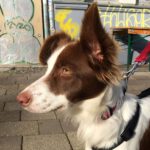 Mischling Julia, 08/2021, 45 cm, 10119 Berlin