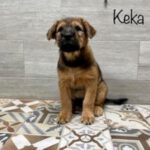 Mischling Keka, 05/2022, ca. 70 cm