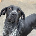 Pointermischling Kira, 04/2019, ca. 55 cm