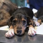 Mischling Knuckles, 05/2022, ca. 40-45 cm