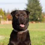 Shar Pei Mischling Lili, 10/2019, 45 cm, 29410 Salzwedel