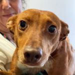 Podenco Lola, 10/2019, ca. 40 cm